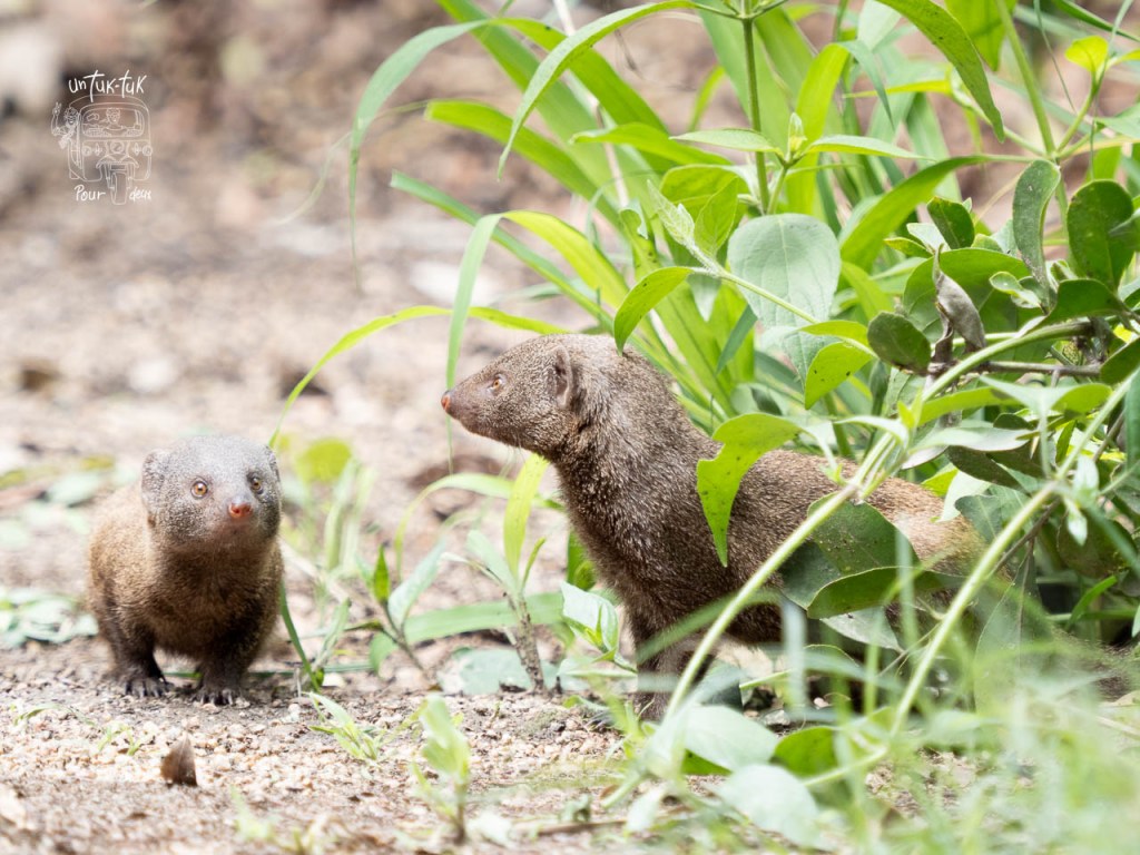Deux mangoustes proches l'une de l'autre dans un environnement verdoyant.