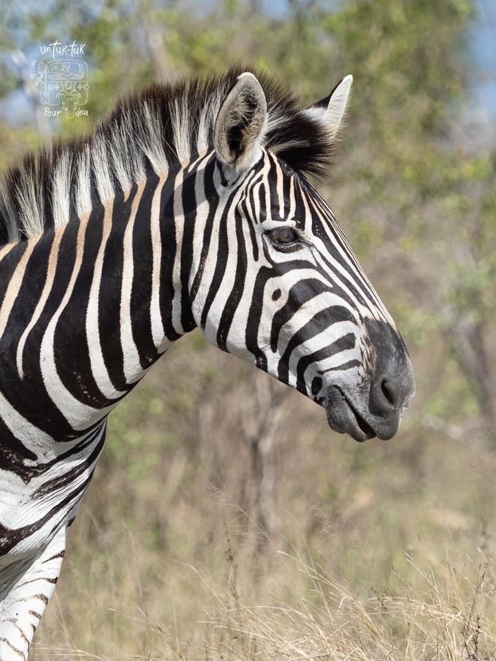 Profil d'un zèbre avec des rayures noires et blanches dans un environnement naturel.