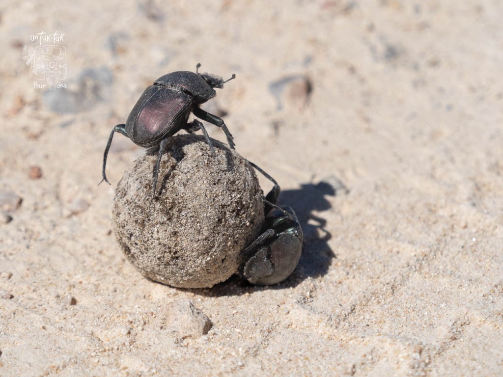 Un scarabée noir en train de pousser une boule de sable sur le sol, avec d'autres insectes en arrière-plan.