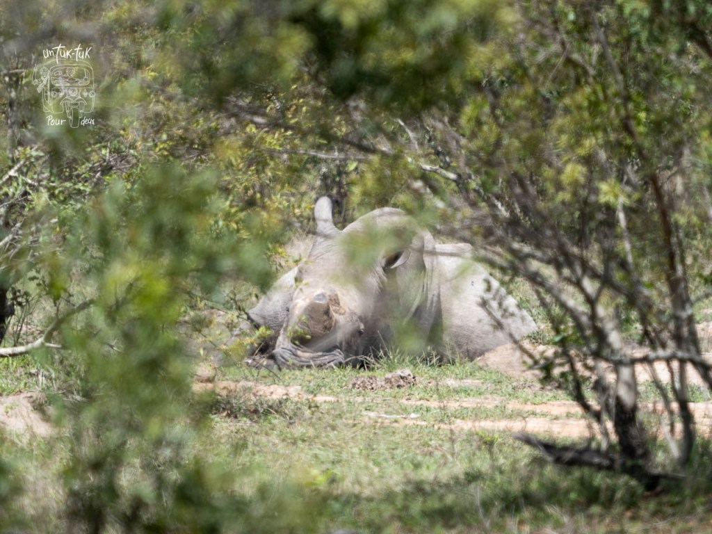 Rhinocéros allongé dans la savane, partiellement caché par la végétation.