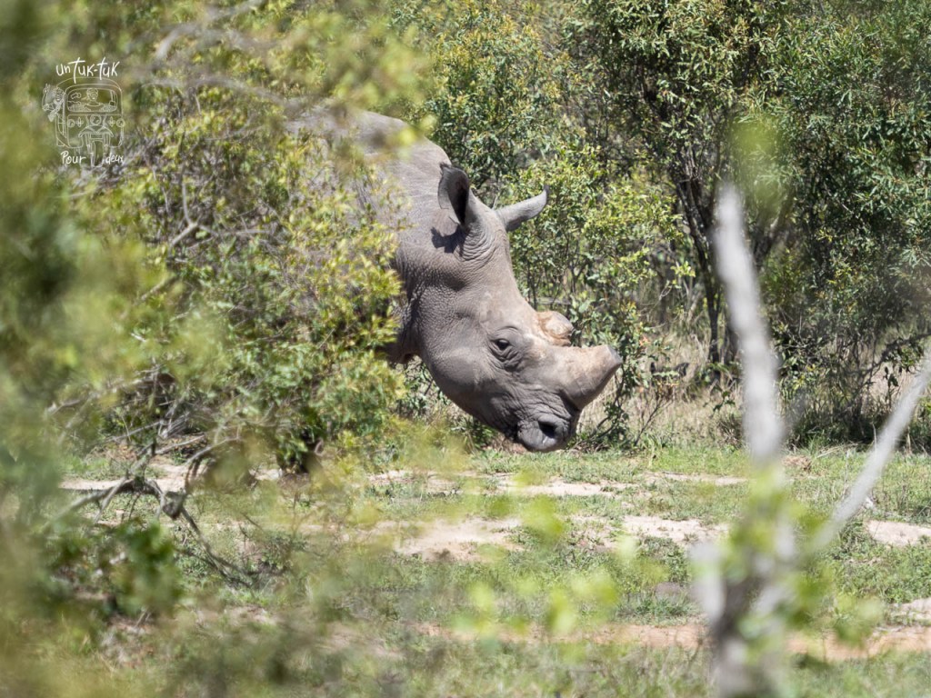 Un rhinocéros blanc se déplaçant à travers un paysage naturel, entouré de feuillage et d'arbres.