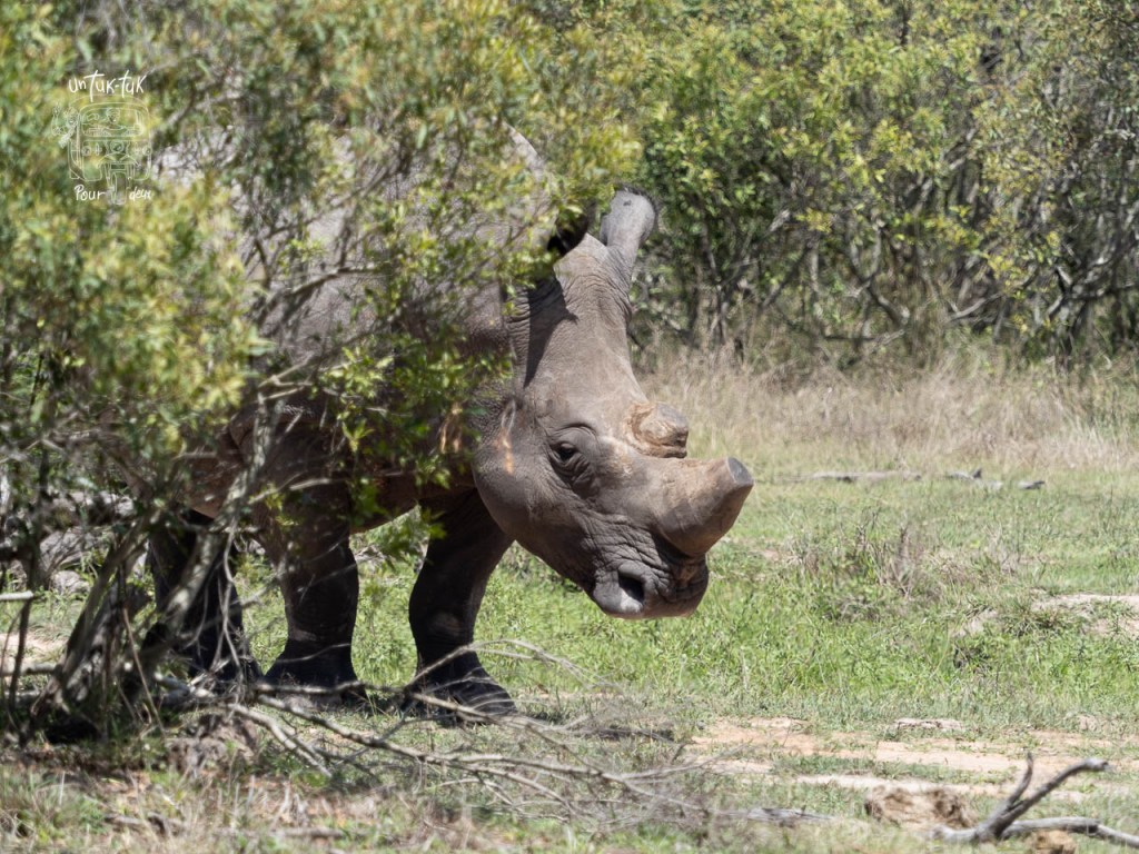 Un rhinocéros noir se déplaçant à travers la vegetation dans une prairie.