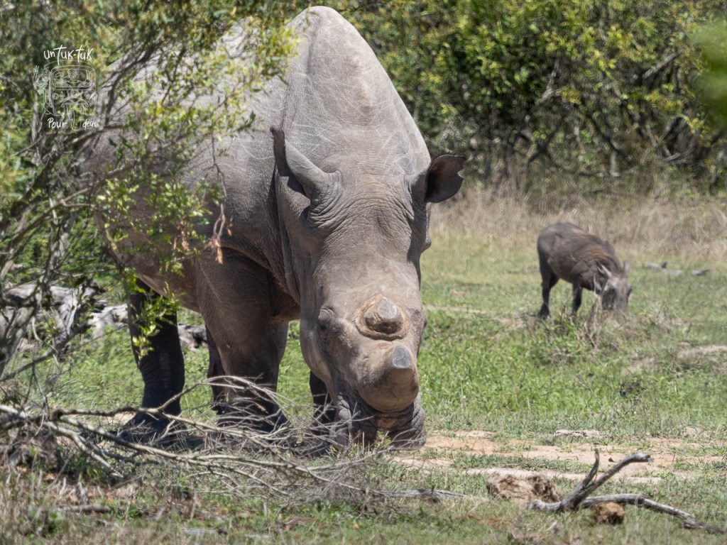 Rhinocéros près d'un sanglier, dans un environnement naturel avec des herbes et des buissons.