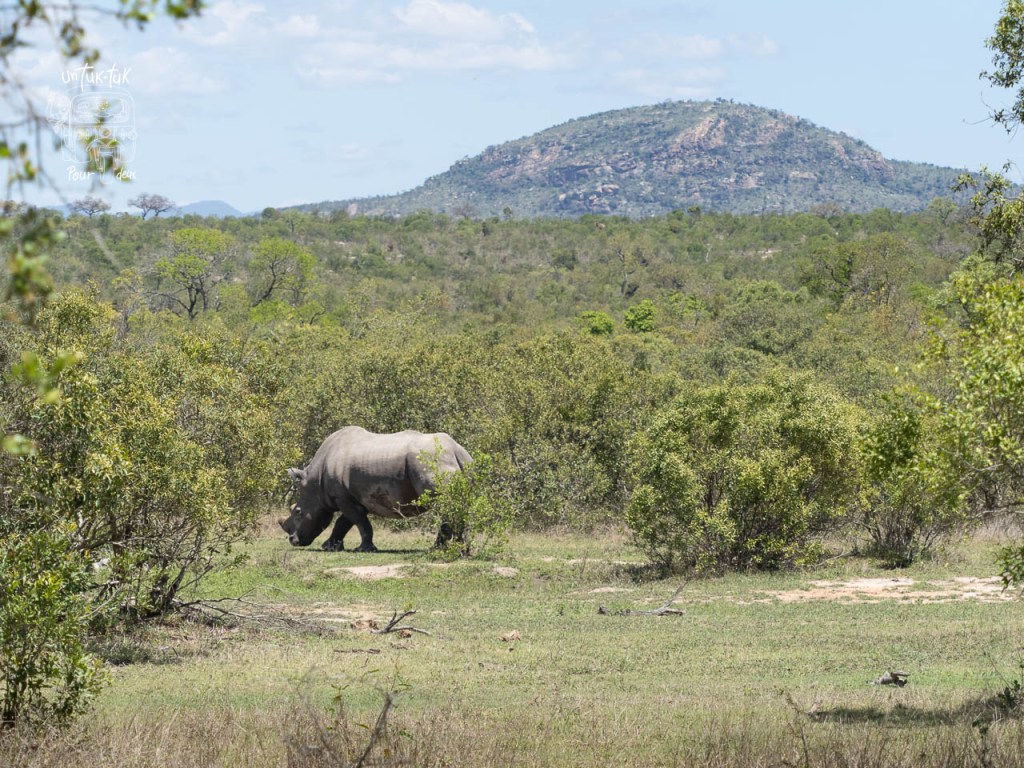 Un rhinocéros marchant à travers la savane, entouré de buissons et de collines au loin.