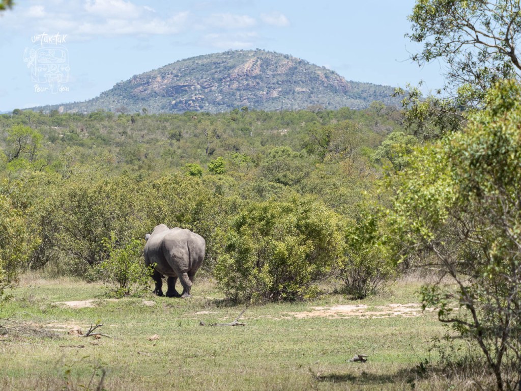 Un rhinocéros vu de dos se déplaçant à travers un paysage sauvage, avec une colline lointaine et un ciel bleu.