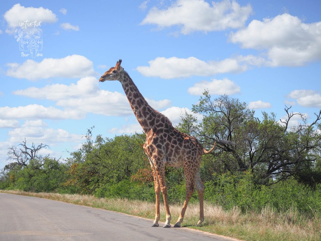 Une girafe se tenant debout près d'une route, avec un ciel bleu et des nuages à l'arrière-plan, entourée de verdure.