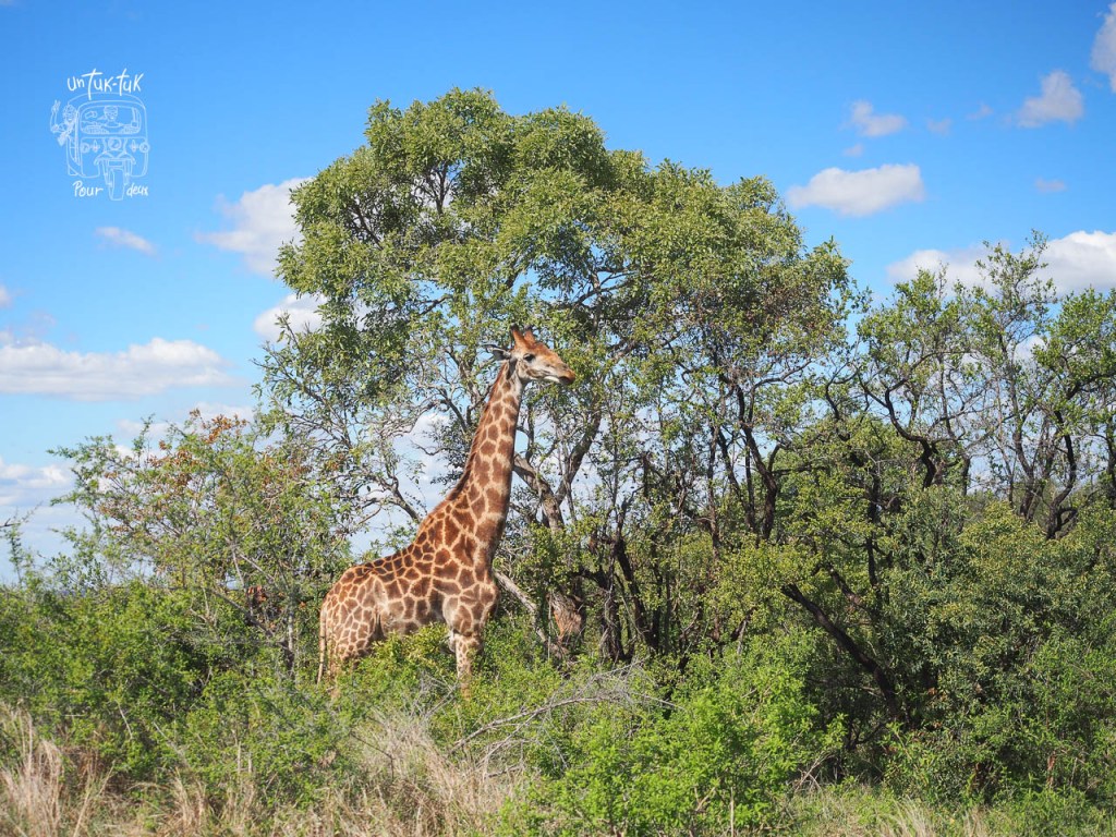 Une girafe se tient parmi des arbres verts sous un ciel bleu parsemé de nuages.
