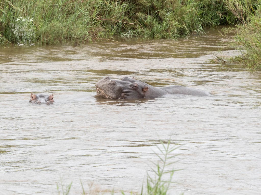 Deux hippopotames se baignent dans une rivière peu profonde, entourés de verdure.