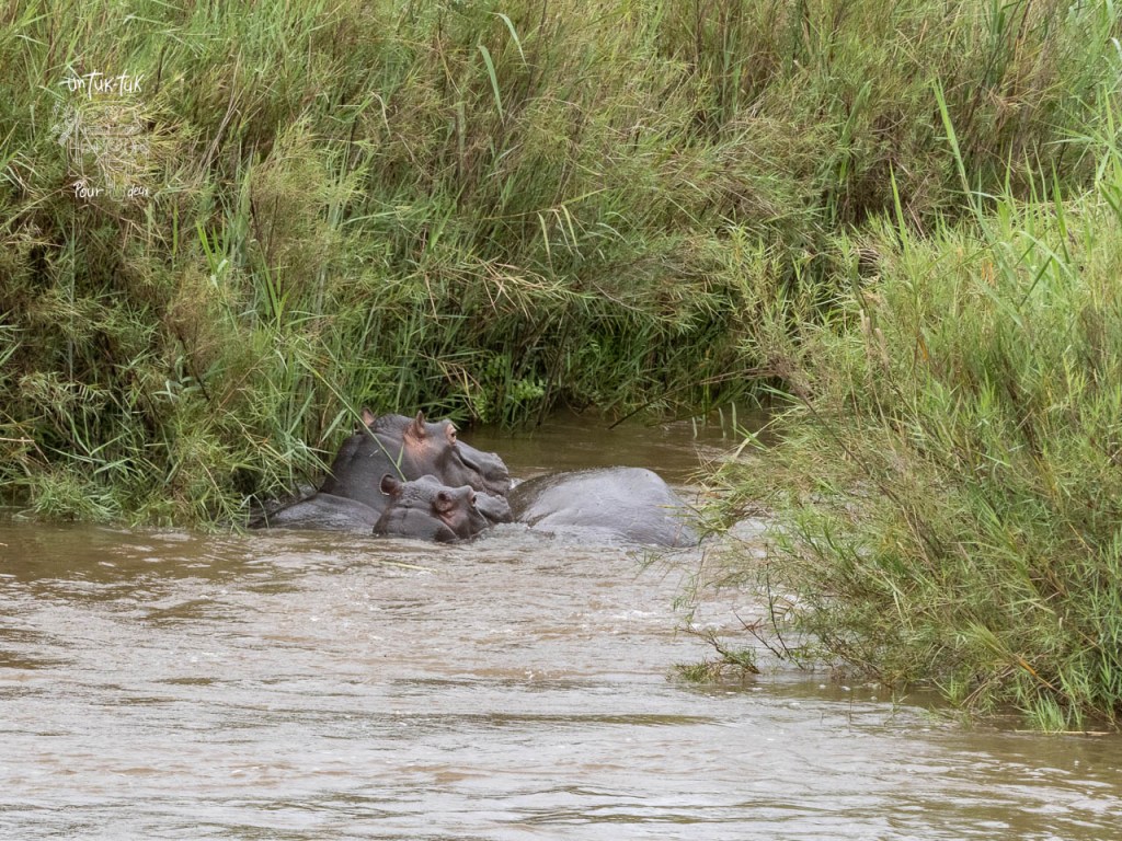 Deux hippopotames se reposent dans une eau peu profonde, entourés de hautes herbes.