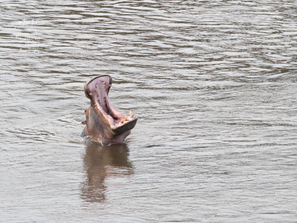 Un hippopotame émerge de l'eau en ouvrant sa grande bouche.