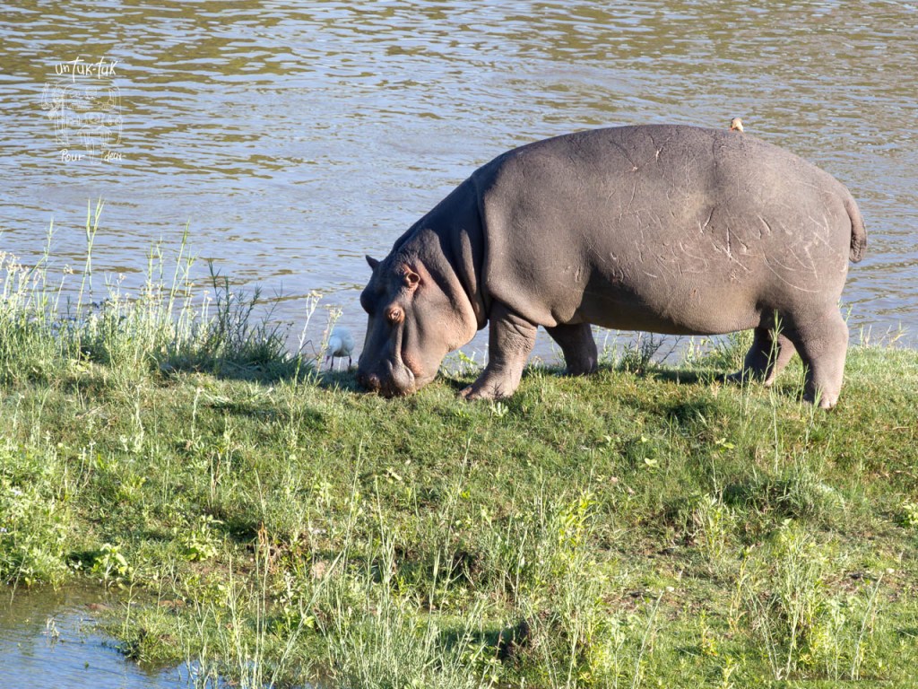 Un hippopotame se nourrit sur la rive d'une rivière, entouré d'herbe et d'eau.