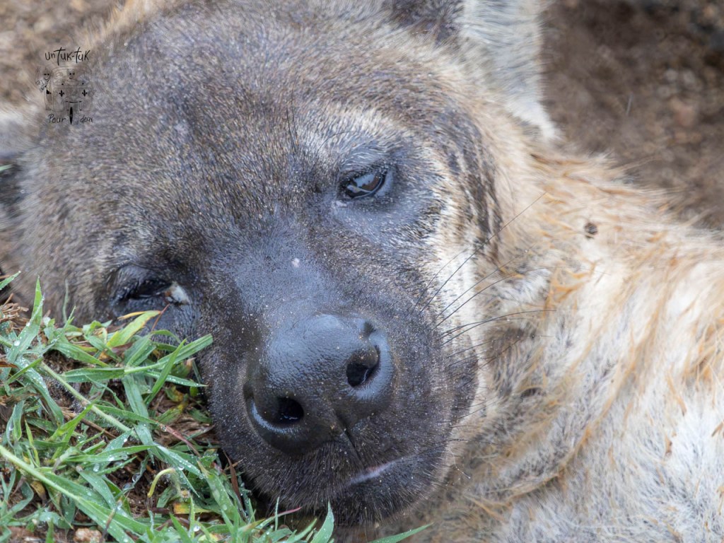Gros plan d'une hyène allongée sur le sol, les yeux mi-clos, entourée d'herbe.