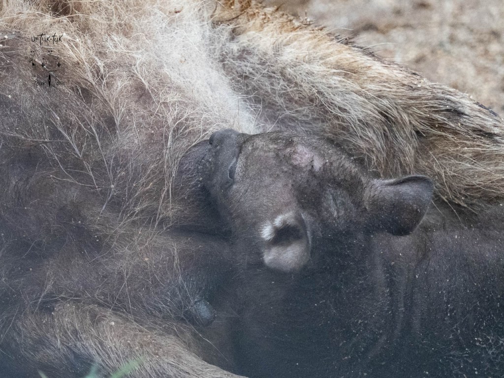 Un petit animal noir allaitant près d'une mère aux poils bruns.