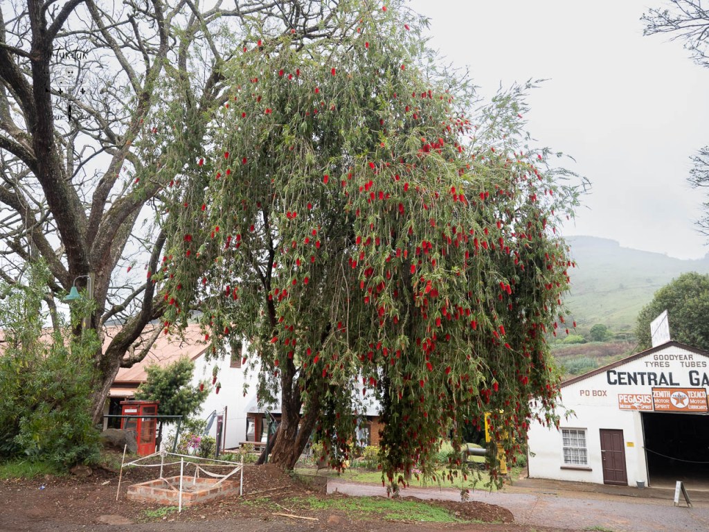 Un grand arbre avec des fleurs rouges, situé près d'un bâtiment blanc et d'une route, entouré de verdure.